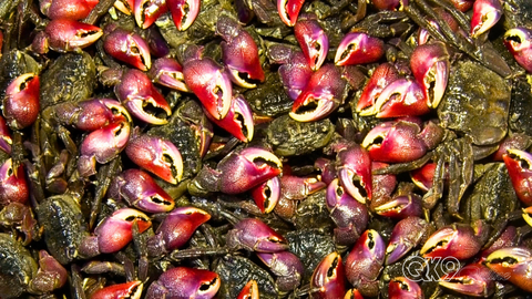 Độc đáo nghề ba khía muối ở Cà Mau