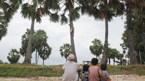 Đời người bên cây thốt nốt