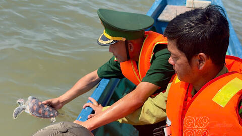Đồn Biên phòng Tam Giang Tây, phối hợp thả cá thể Đồi mồi và Vích về môi trường tự nhiên